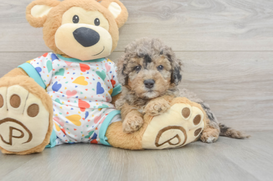 Best Mini Goldendoodle Baby