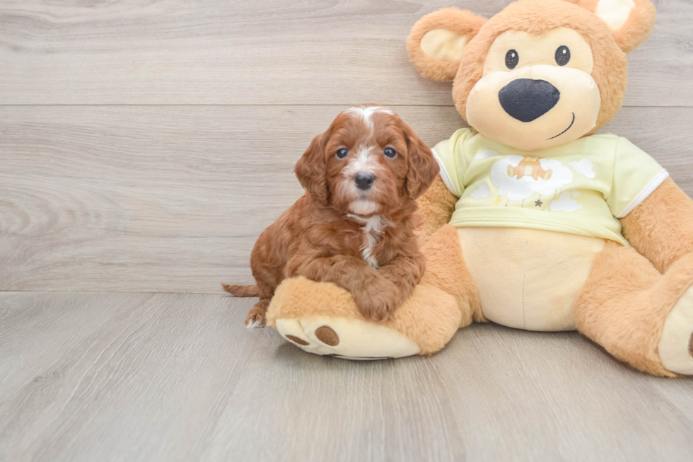 Small Mini Goldendoodle Baby