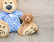 7 week old Mini Goldendoodle Puppy For Sale - Florida Fur Babies