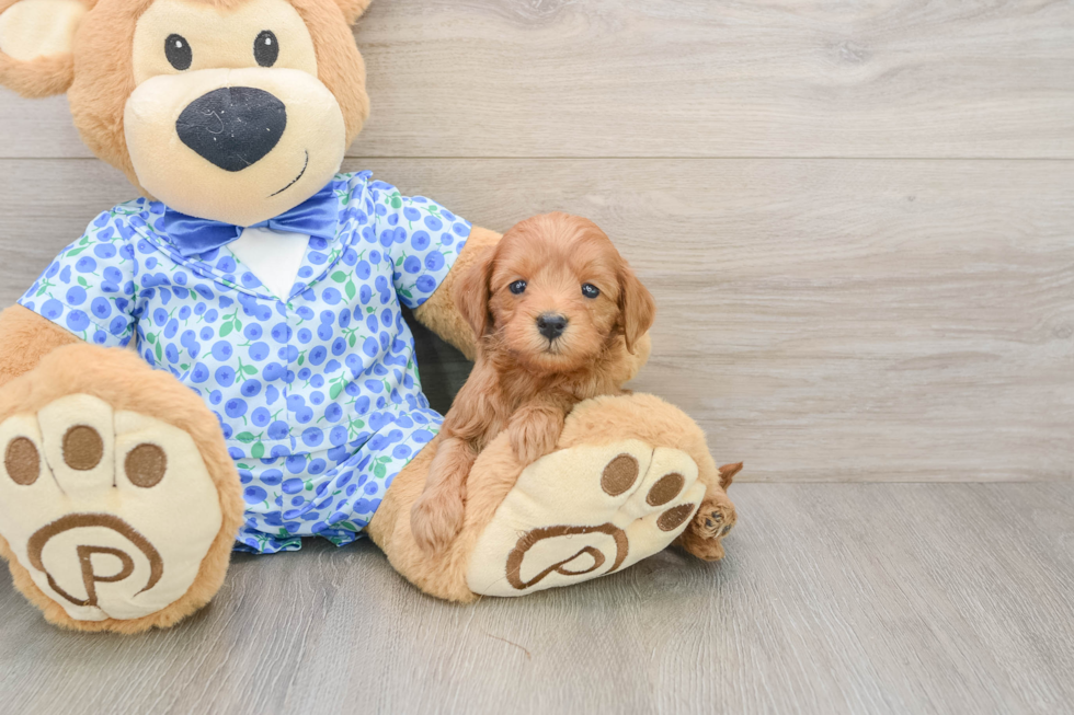 Mini Goldendoodle Pup Being Cute