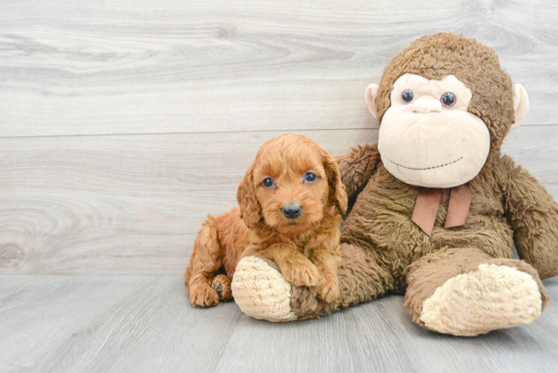 Meet Prosecco - our Mini Goldendoodle Puppy Photo 1/3 - Florida Fur Babies