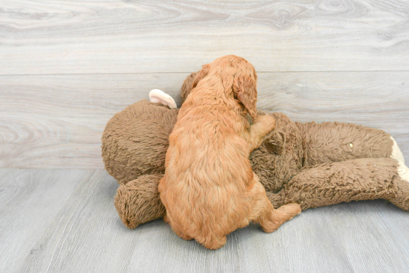 Meet Prosecco - our Mini Goldendoodle Puppy Photo 2/3 - Florida Fur Babies
