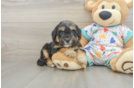 Mini Goldendoodle Pup Being Cute