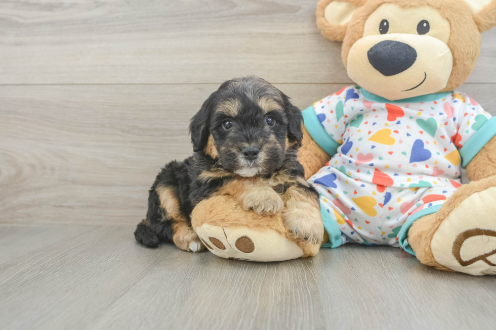 Mini Goldendoodle Pup Being Cute