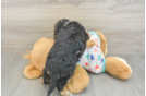 Best Mini Goldendoodle Baby