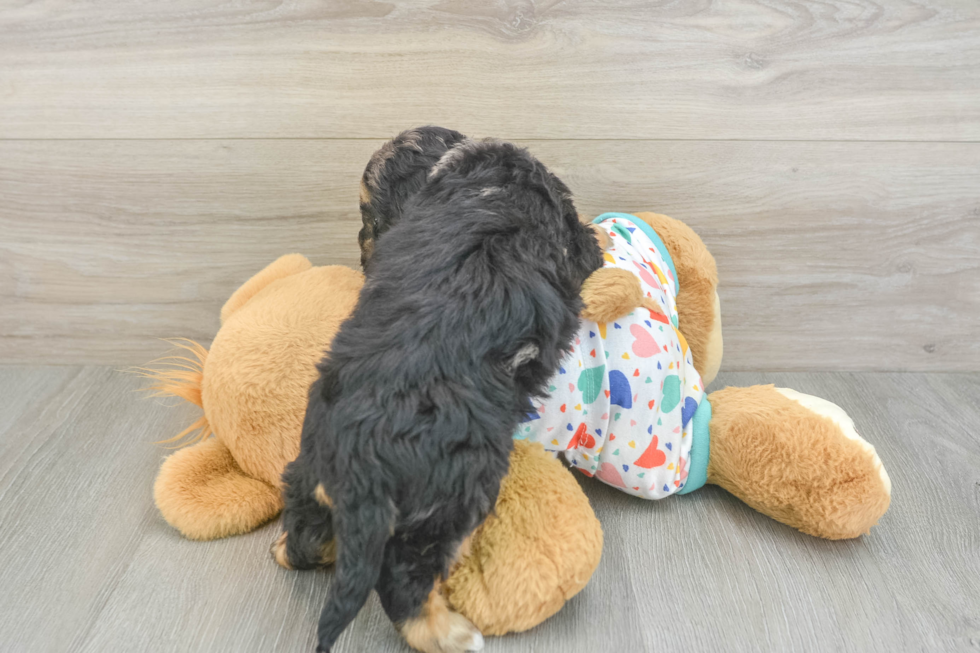Best Mini Goldendoodle Baby
