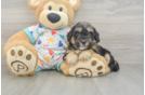 Adorable Golden Retriever Poodle Mix Poodle Mix Puppy