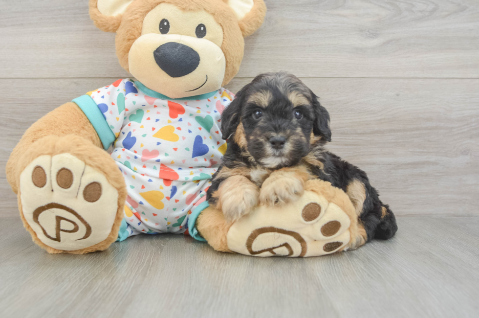 6 week old Mini Goldendoodle Puppy For Sale - Florida Fur Babies