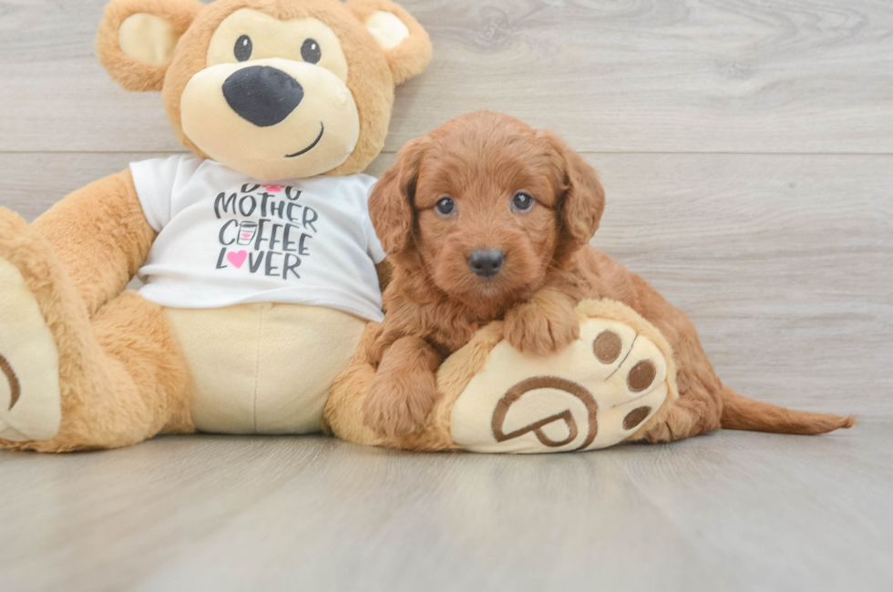5 week old Mini Goldendoodle Puppy For Sale - Florida Fur Babies