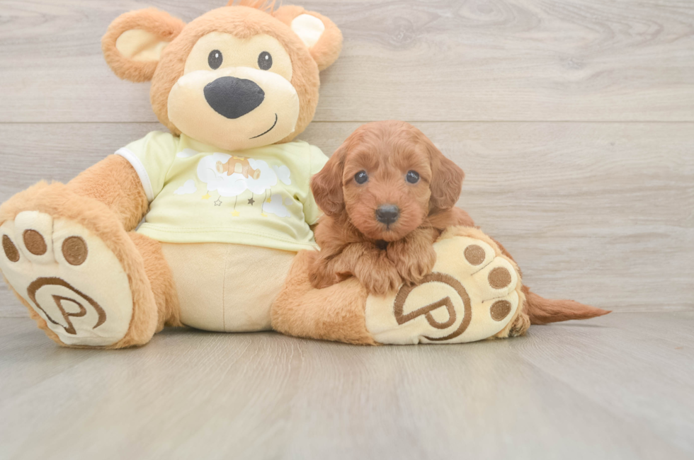 5 week old Mini Goldendoodle Puppy For Sale - Florida Fur Babies