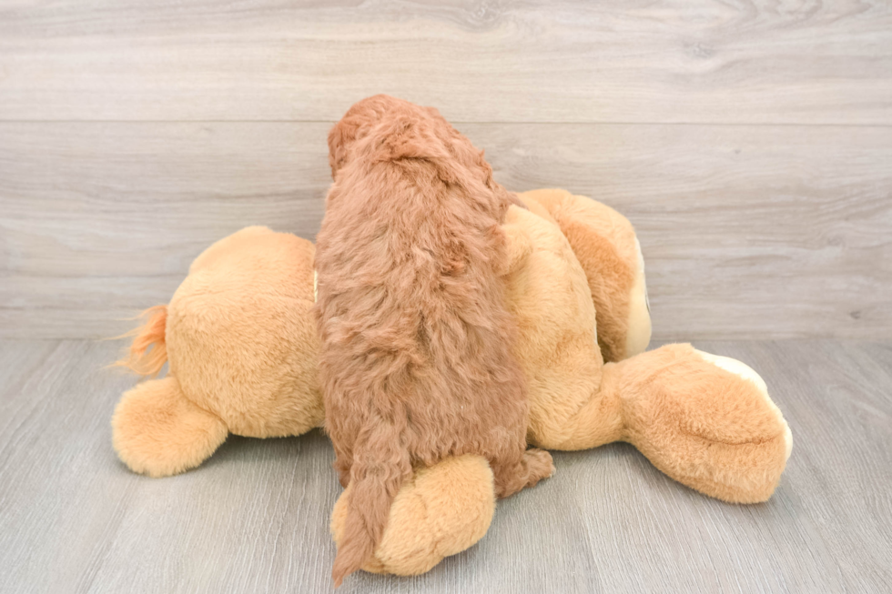 Friendly Mini Goldendoodle Baby