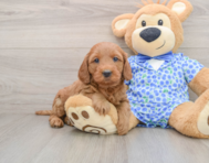 8 week old Mini Goldendoodle Puppy For Sale - Florida Fur Babies