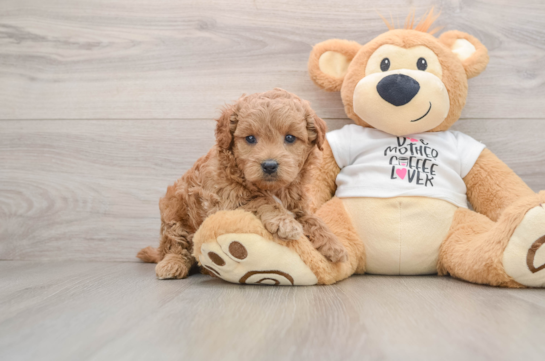 Mini Goldendoodle Pup Being Cute