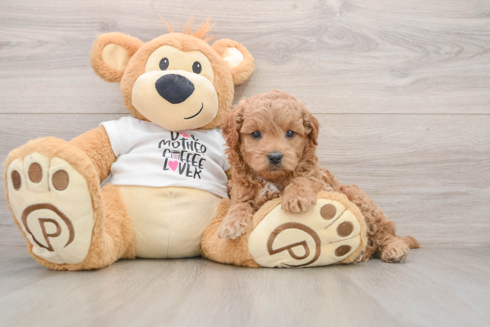 Mini Goldendoodle Pup Being Cute