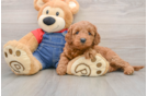 Sweet Mini Goldendoodle Baby