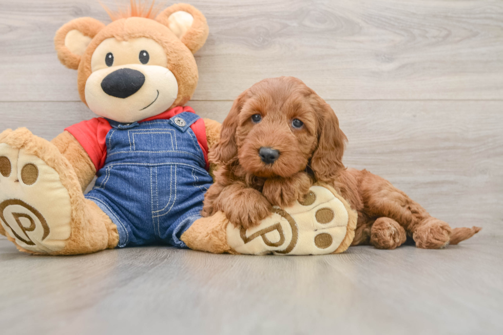 Mini Goldendoodle Pup Being Cute