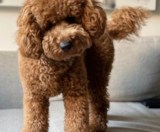 Mini Goldendoodle Puppies For Sale Florida Fur Babies