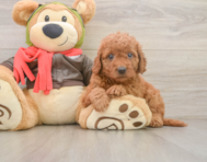7 week old Mini Goldendoodle Puppy For Sale - Florida Fur Babies