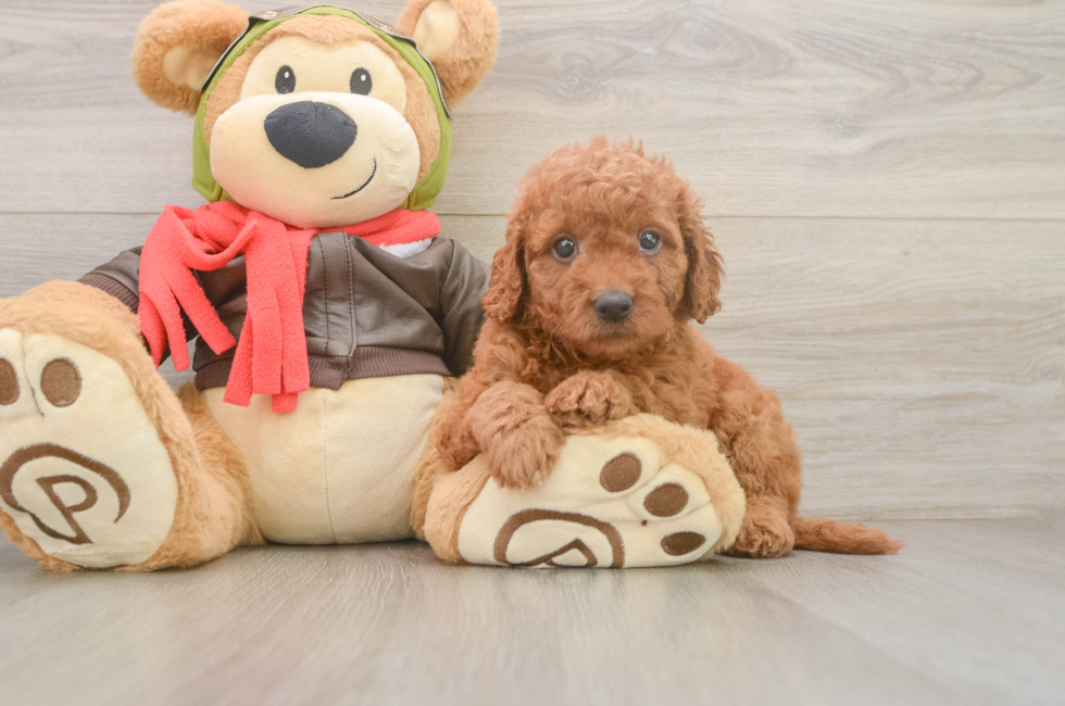 5 week old Mini Goldendoodle Puppy For Sale - Florida Fur Babies