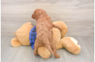 Mini Goldendoodle Pup Being Cute
