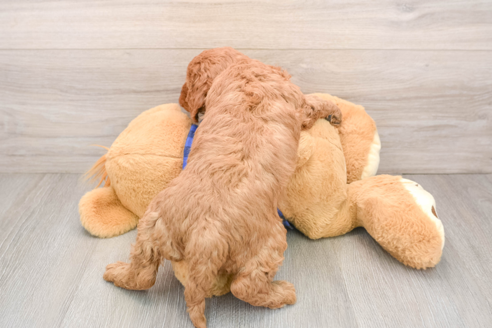 Mini Goldendoodle Pup Being Cute
