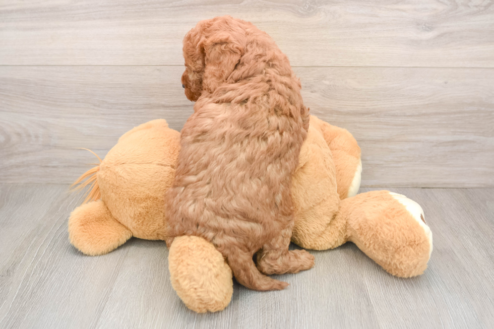 Mini Goldendoodle Puppy for Adoption
