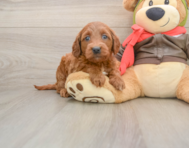 7 week old Mini Goldendoodle Puppy For Sale - Florida Fur Babies