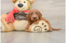 Best Mini Goldendoodle Baby