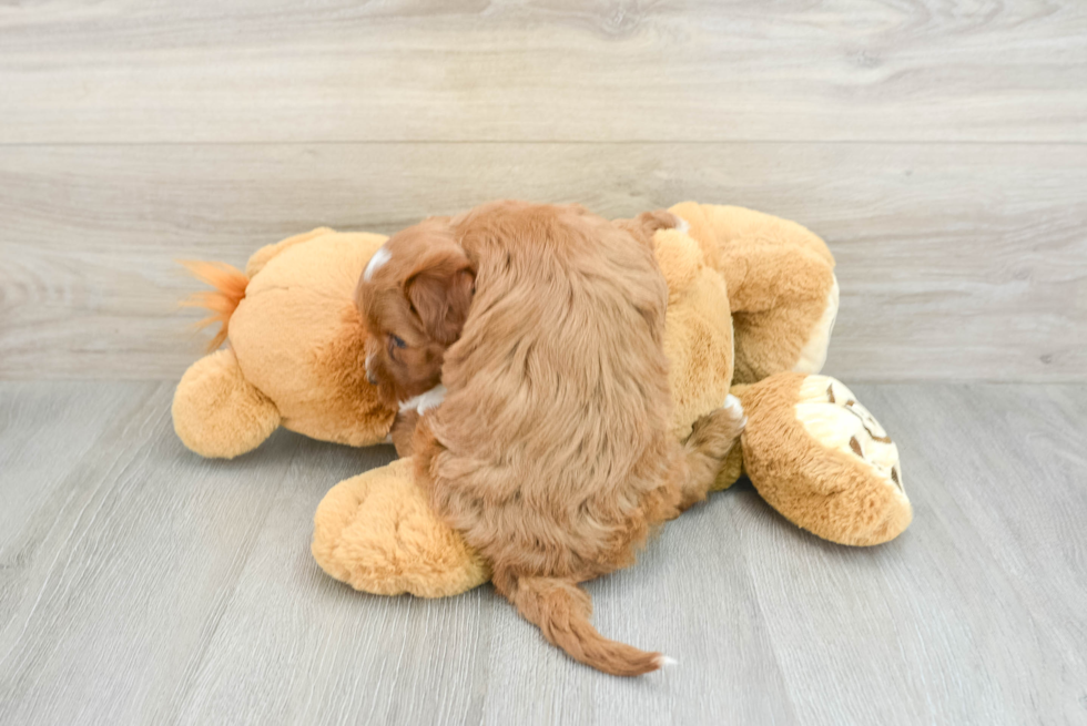 Best Mini Goldendoodle Baby