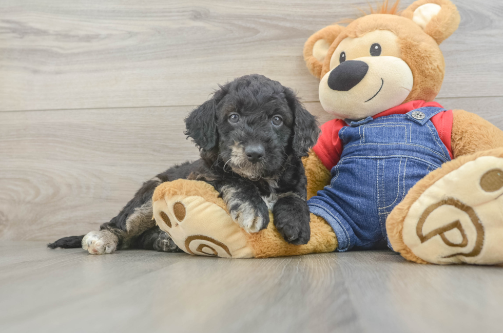 5 week old Mini Goldendoodle Puppy For Sale - Florida Fur Babies