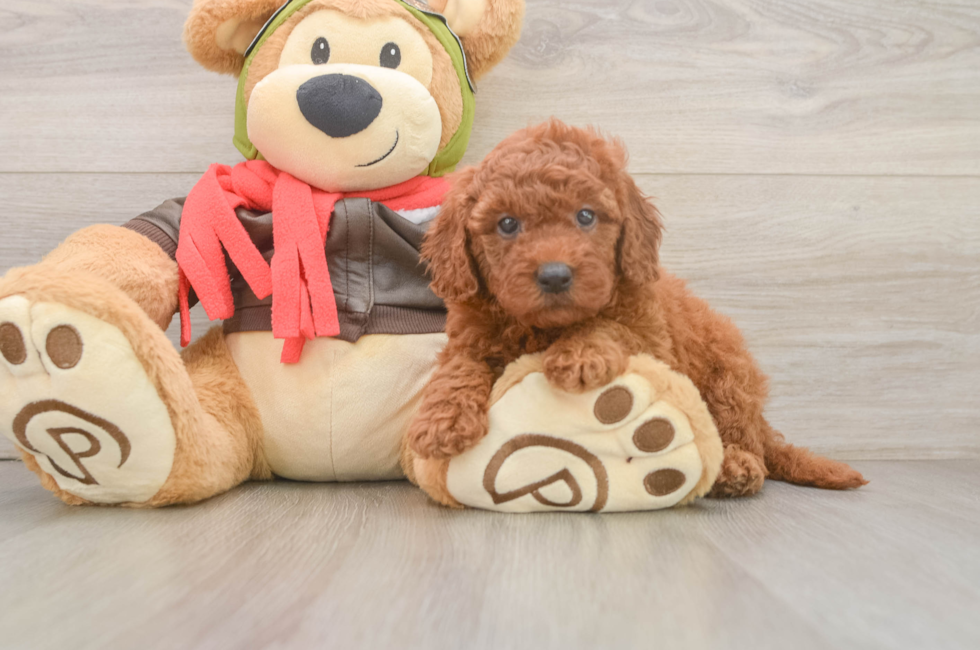 5 week old Mini Goldendoodle Puppy For Sale - Florida Fur Babies