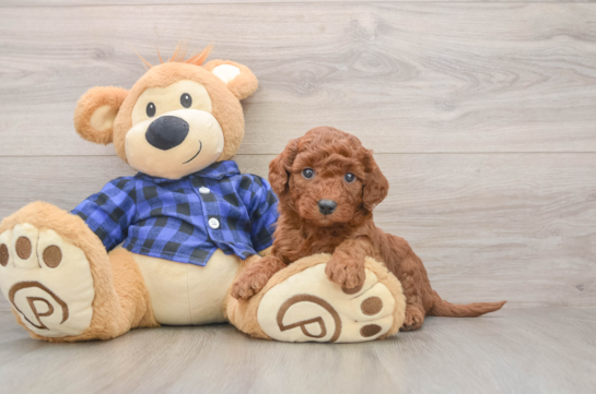 Adorable Golden Retriever Poodle Mix Poodle Mix Puppy