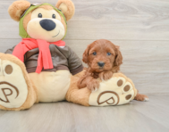 8 week old Mini Goldendoodle Puppy For Sale - Florida Fur Babies