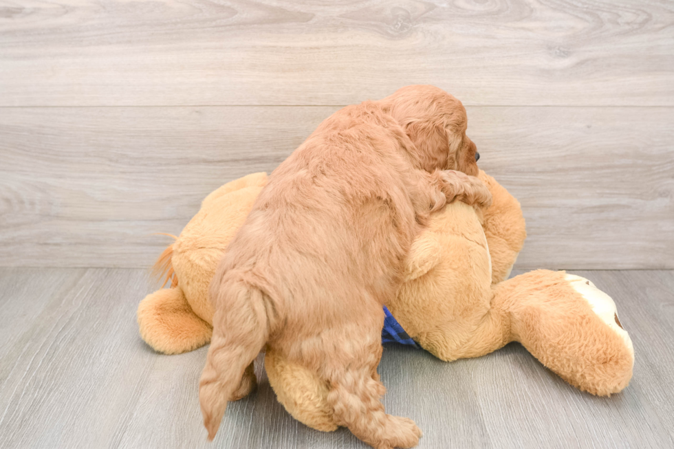 Little Mini Goldenpoo Poodle Mix Puppy