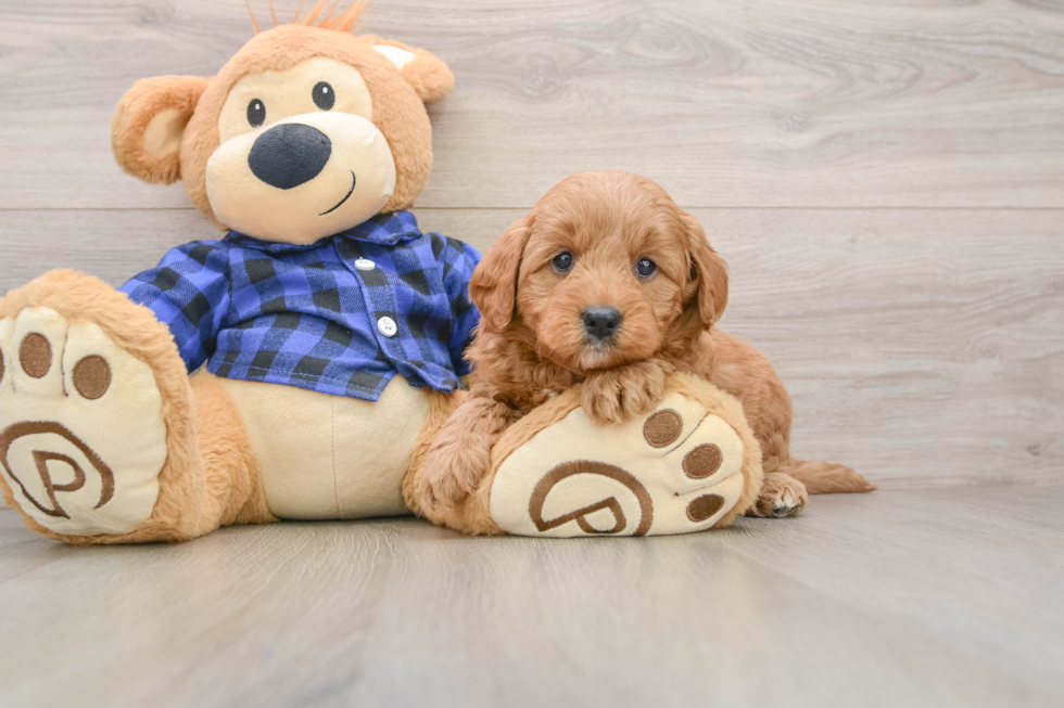 Best Mini Goldendoodle Baby