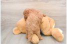 Happy Mini Goldendoodle Baby