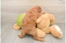 Sweet Mini Goldendoodle Baby