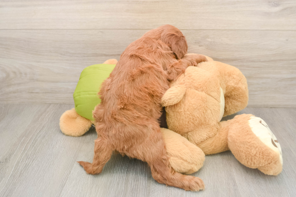 Sweet Mini Goldendoodle Baby