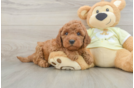 Fluffy Mini Goldendoodle Poodle Mix Pup