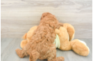 Best Mini Goldendoodle Baby