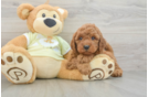 Playful Mini Groodle Poodle Mix Puppy