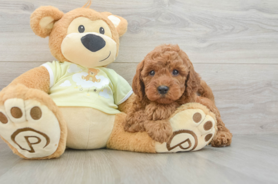 Playful Mini Groodle Poodle Mix Puppy