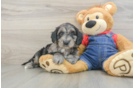 Petite Mini Goldendoodle Poodle Mix Pup