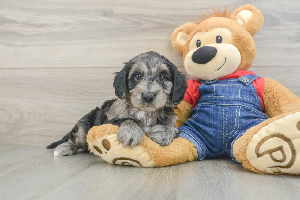 Petite Mini Goldendoodle Poodle Mix Pup