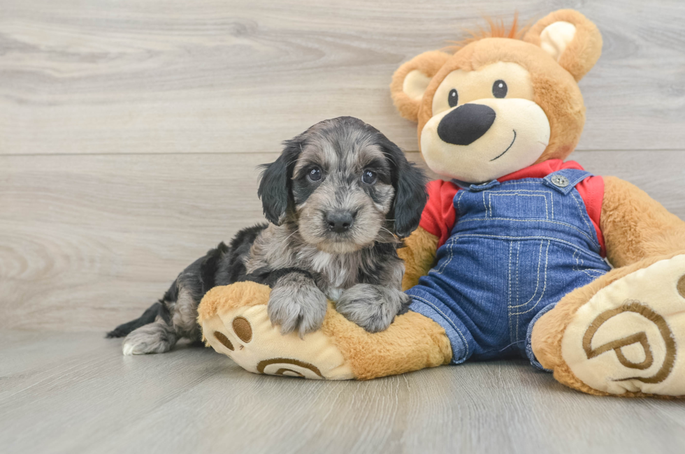 5 week old Mini Goldendoodle Puppy For Sale - Florida Fur Babies