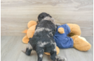 Hypoallergenic Mini Goldiepoo Poodle Mix Puppy
