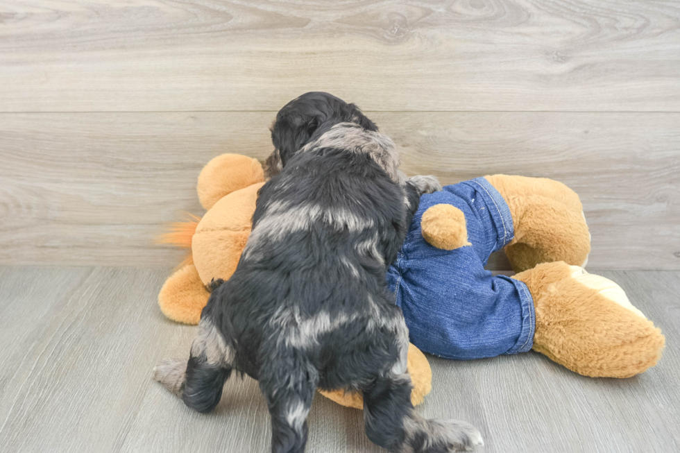 Hypoallergenic Mini Goldiepoo Poodle Mix Puppy