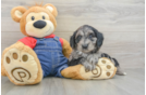 Sweet Mini Goldendoodle Baby