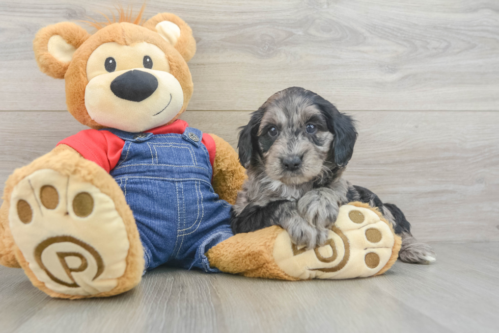 Sweet Mini Goldendoodle Baby