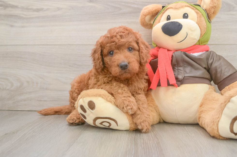 5 week old Mini Goldendoodle Puppy For Sale - Florida Fur Babies